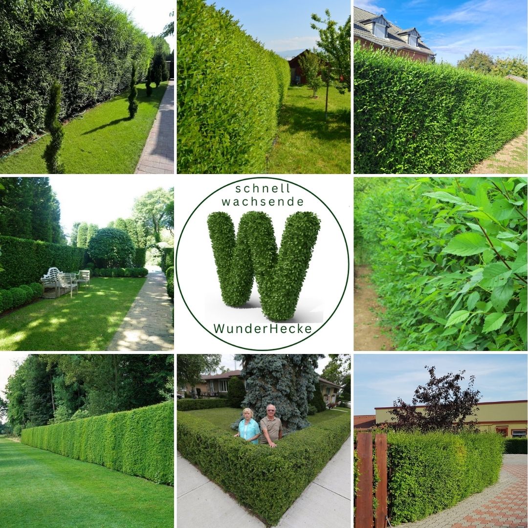 wunderhecke die schnellwachsende
